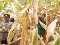 Polres Aceh Tengah Gelar Panen Raya Jagung di Blang Balik, Hasil Capai 3.000 Kg