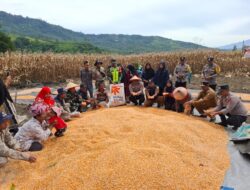 Panen Raya Jagung Binaan Polres Aceh Tengah Capai Hasil 36 Ton Di Kampung Mulie