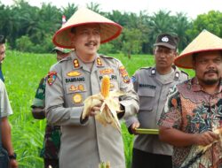 Swasembada Pangan Kapolres Binjai Panen Raya Kuartal II di Desa Padang Cermin