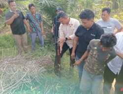 Respons Cepat Polres Labusel, Pelaku Pembunuhan Penjaga Kebun Sawit Di Desa Binanga Dua Ditangkap