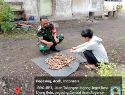 Babinsa Peduli Bantu proses Penjemuran Buah Kemiri, Melalui Komsos Bersama Masyarakat Desa Ujung Gele