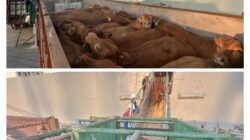 Komitmen Layanan Livestock PELINDO Kawal Ketahanan Pangan Nasional