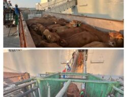 Komitmen Layanan Livestock PELINDO Kawal Ketahanan Pangan Nasional