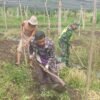 Tingkatkan Ketahanan Pangan Babinsa Koramil 03/TG Bersama Warga Olah Lahan Pertanian