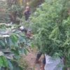 Ladang Ganja Tersembunyi di Kebun Kopi, Satu Pelaku Diamankan Polisi