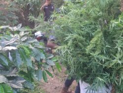 Ladang Ganja Tersembunyi di Kebun Kopi, Satu Pelaku Diamankan Polisi