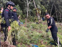 Bersama Brimob, BNNP Sumut Musnahkan Ladang Ganja Dua Hektare di Madina