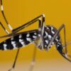 PROF SUTAN NASOMAL : PRESIDEN RI Harus Memperhatikan Kasus DBD. Nyamuk WOLBACHIA AEDES AEGYPTI Tidak Bermanfaat Dan Masyarskat Tersersng DBD