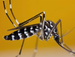 PROF SUTAN NASOMAL : PRESIDEN RI Harus Memperhatikan Kasus DBD. Nyamuk WOLBACHIA AEDES AEGYPTI Tidak Bermanfaat Dan Masyarskat Tersersng DBD