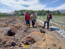 Babinsa Koramil 06/Bukit Bersama PPL Sambangi Petani Cabe Di Desa Binaan