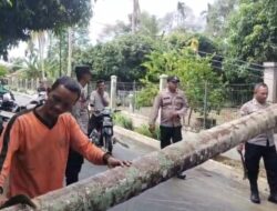 Listrik Padam & Jalan Lumpuh, Polsek Jangka Buya Polres Pidie Jaya Sigap Tangani Pohon Tumbang