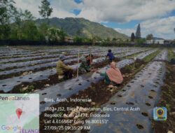 Dukung Ekonomi Desa, Babinsa Bantu Warga Tanam Cabai di Aceh Tengah