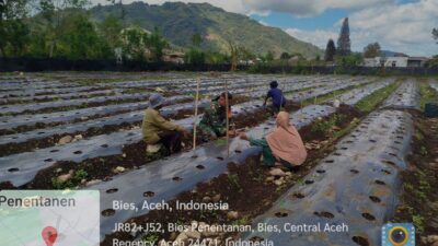 Dukung Ekonomi Desa, Babinsa Bantu Warga Tanam Cabai di Aceh Tengah