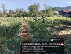 Wujud Komsos Babinsa: Gotong Royong Panen Cabai Bersama Petani