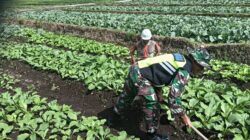 Babinsa Koramil 03/Pegasing Bantu Warga Bersihkan Lahan dan Tanaman Kol di Simpang Uning Niken