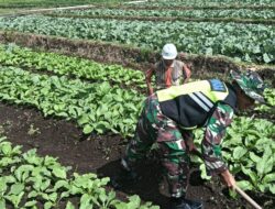 Babinsa Koramil 03/Pegasing Bantu Warga Bersihkan Lahan dan Tanaman Kol di Simpang Uning Niken