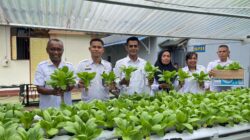 Program Ketahanan Pangan Berkelanjutan, Rutan Ambon Kembali Panen Sayur Pakcoy
