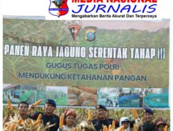 Brimob Polda Sumut Panen Raya Bersama Petani: Wujud Nyata Polri Dukung Ketahanan Pangan Nasional