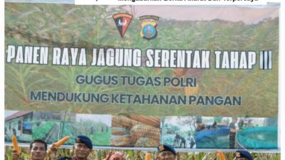 Brimob Polda Sumut Panen Raya Bersama Petani: Wujud Nyata Polri Dukung Ketahanan Pangan Nasional