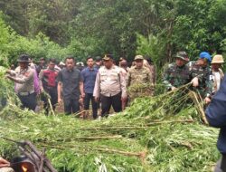 Polres Tanah Karo Bongkar Ladang Ganja di Perbukitan Pancur Batu, 400 Batang Tanaman Dimusnahkan