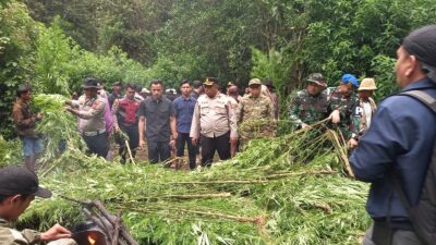 Polres Tanah Karo Bongkar Ladang Ganja di Perbukitan Pancur Batu, 400 Batang Tanaman Dimusnahkan