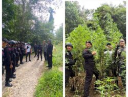 Satuan Brimob Polda Sumut Musnahkan 10 Hektar Ladang Ganja di Perbukitan Mandailing Natal