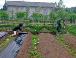 “Babinsa Pegasing Hadir untuk Rakyat: Dari Komsos hingga Turun Membantu Petani di Lahan Cabai”