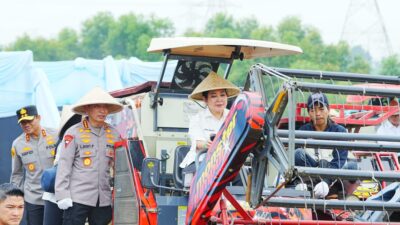 Dukung Ketahanan Pangan Nasional, Polda Sumut dan Polres Jajaran Ikuti Panen Raya Jagung Serentak Polri