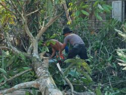 Brimob Sumut Hadir Lindungi Warga, Ancaman Pohon Mati Ditangani Pascabencana Batang Toru