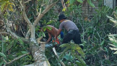 Brimob Sumut Hadir Lindungi Warga, Ancaman Pohon Mati Ditangani Pascabencana Batang Toru