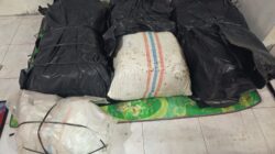 Jaringan Ganja Nagan Raya–Aceh Utara Terbongkar, Satu Pelaku Diamankan