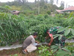 Puasa Tak Jadi Penghalang, Babinsa Koramil 02/Bebesen Tetap Dampingi Petani di Desa Binaan