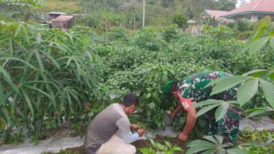 Puasa Tak Jadi Penghalang, Babinsa Koramil 02/Bebesen Tetap Dampingi Petani di Desa Binaan
