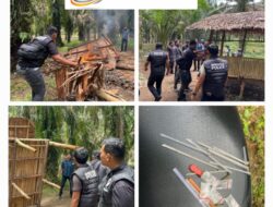 Polres Binjai Kembali Grebek Dan Musnahkan Barak Narkoba Di Kecamatan Selesai