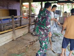 Babinsa Koramil 03/Pegasing Bantu Petani Rawat Kerbau di Desa Pegasing