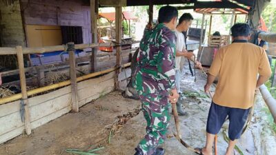 Babinsa Koramil 03/Pegasing Bantu Petani Rawat Kerbau di Desa Pegasing