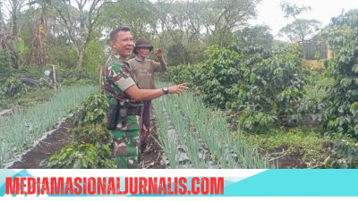 Babinsa Koramil 02/Bebesen Turun Langsung Dampingi Petani, Optimalkan Pertumbuhan Bawang Merah