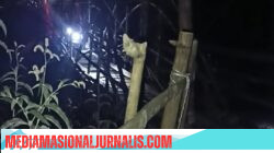 Warga Mesidah Keluhkan Jalan Rusak, Desak Tanggung Jawab Pemerintah