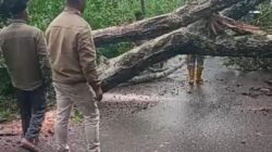 Akses Jalan Takengon–Jagong Sempat Terganggu Akibat Pohon Tumbang 