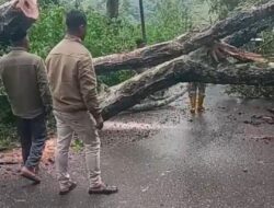 Akses Jalan Takengon–Jagong Sempat Terganggu Akibat Pohon Tumbang 