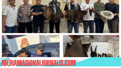 Perdagangan Ilegal Satwa Dilindungi Digagalkan di Sipirok, Polisi Amankan Sisik Trenggiling hingga Kulit Kijang