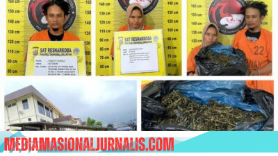 Satresnarkoba Polres Tapsel Gagalkan Peredaran 3 Kg Ganja, Dua Pelaku Ditangkap Gunakan Becak Motor