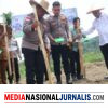 Polres Bener Meriah Dukung Swasembada Pangan Melalui Penanaman Jagung Kuartal II
