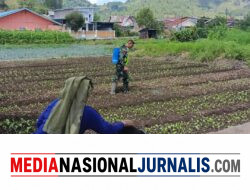 Babinsa Koramil 04/Bintang Aktif Dampingi Warga Lewat Hanpangan dan Komsos