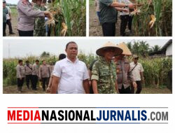 Sukses,Polres Binjai Bersama Forkopimda Ikuti Panen Raya Jagung Serentak Kuartal II dan Launching Program Ketahanan Pangan Polri