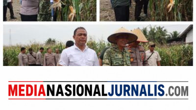 Sukses,Polres Binjai Bersama Forkopimda Ikuti Panen Raya Jagung Serentak Kuartal II dan Launching Program Ketahanan Pangan Polri