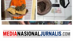 Polsek Bahorok Gagalkan Peredaran 2 Kilogram Ganja di Bukit Lawang, Seorang Pria Diamankan
