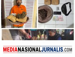 Polsek Bahorok Gagalkan Peredaran 2 Kilogram Ganja di Bukit Lawang, Seorang Pria Diamankan