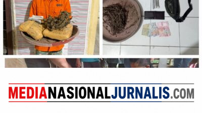 Polsek Bahorok Gagalkan Peredaran 2 Kilogram Ganja di Bukit Lawang, Seorang Pria Diamankan