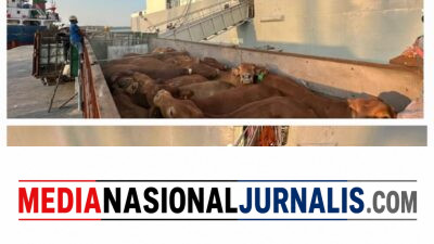 PELINDO Multi Terminal Group Catat Pertumbuhan Trafik _Livestock_ sebesar 6,7 Persen